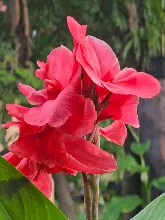สวนน่ารักใหญ่ Large Crimson Beauty 17.jpg