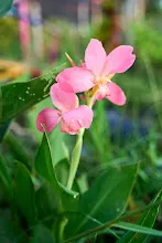 680424 ดอกพุทธรักษาในสวนครอบครัวน่ารัก 8.jpg
