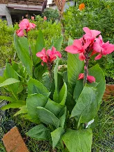 สวนน่ารักเล็ก Small Crimson Beauty 2.jpg