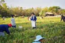 680204 สสธ.ชาวชุมชน สีเหลืองสีแดง เก็บถั่วพุ่มนาลานกราบ 83.jpg