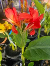 แดงประการัง Coral Red 4.jpg