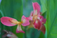 คลีโอพัตรา แดงชมพู Cleopatra red pink 5.JPG