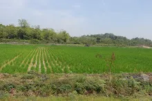 680202 สสธ.ม.3 ฝึกหัดเพาะชำต้นไม้แบบควบแน่น ไปสวนไวพลัง 234.JPG