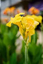 เหลืองราชันย์ Yellow King Humbert 8.jpg