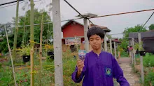680308 สมุนพระราม ทดสอบ pH ของดินด้วยน้ำสะกัดดอกอัญชัน 17.jpg