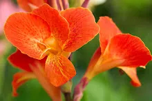 ส้มพันช์ Orange punch 4.jpg