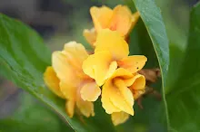 เหลืองอุบล Ubon Yellow 3.JPG