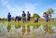 680111 กิจกรรมดำนาวันเด็กแห่งชาติ ของนร.สสธ.และสมุนพระราม 37.jpg