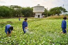 671211 สมุนพระรามถ่ายภาพที่สะพานสวนน่ารัก เก็บผักบุ้งที่นาผักบุุ้ง 43.jpg