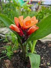 ส้มอุบล Ubon Orange 4.jpg