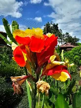 680424 ดอกพุทธรักษาในสวนครอบครัวน่ารัก 512.jpg