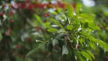 สื่อธรรมะพ่อครู(ศีล สมาธิ ปัญญา) ตอน กินรังนกผิดบาปหรือไม่.mp4
