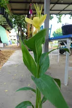 680424 ดอกพุทธรักษาในสวนครอบครัวน่ารัก 207.JPG