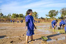 680111 กิจกรรมดำนาวันเด็กแห่งชาติ ของนร.สสธ.และสมุนพระราม 95.jpg
