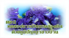 680308 สมุนพระราม ทดสอบ pH ของดินด้วยน้ำสะกัดดอกอัญชัน 3.jpg