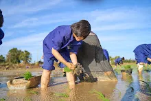680111 กิจกรรมดำนาวันเด็กแห่งชาติ ของนร.สสธ.และสมุนพระราม 79.jpg