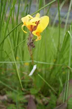 นกเหลือง Yellow bird 4.JPG