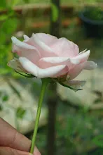 ZV_08297.JPG