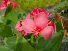 สวนน่ารักเล็ก Small Crimson Beauty 4.jpg