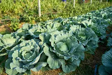 680120 สสธ.ม.4 ชาวชุมชน ถางหญ้า ทำแปลงสวนทำกิน 43.jpg