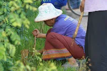 680603 รวมพลังปลูกแฝก วันเฉลิมพระชนมพรรษา สมเด็จพระนางเจ้าสุทิดา 22.jpeg