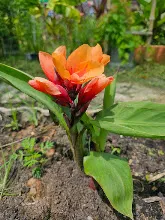 ส้มอุบล Ubon Orange 6.jpg
