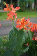 คลีโอพัตรา ส้ม Cleopatra orange 8.JPG