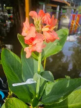 ผู้รับใช้ Tropical Salmon 32.jpg