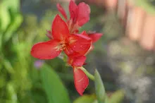 680424 ดอกพุทธรักษาในสวนครอบครัวน่ารัก 415.JPG