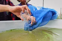 671213 ภาพ การเลี้ยงผำในอ่างพลาสติก ปสช.บิวตี้ บอส 62.jpg