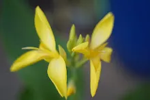 เหลืองธรรมดา Tropical yellow 9.JPG