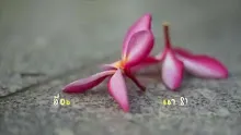 สื่อธรรมะพ่อครู(จรณะ 15 วิชชา 8) ตอน อาสวักขยญาณ.mp4