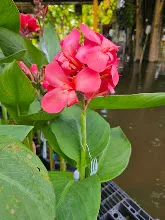 สวนน่ารักเล็ก Small Crimson Beauty 13.jpg