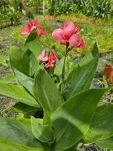สวนน่ารักเล็ก Small Crimson Beauty 5.jpg
