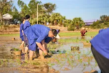680111 กิจกรรมดำนาวันเด็กแห่งชาติ ของนร.สสธ.และสมุนพระราม 90.jpg
