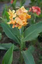 ทองอรุณ Golden morning 10.JPG