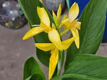 เหลืองธรรมดา Tropical yellow 18.jpg