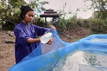 671213 ภาพ การเลี้ยงผำในอ่างพลาสติก ปสช.บิวตี้ บอส 98.jpg