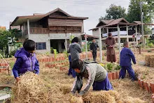 671216 สมุนพระราม ห่มดินสวนน่ารักด้วยฟางข้าว วัดระดับน้ำคลองไส้ไก่ 69.jpg