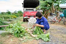 680224 วันบวร ชาวชุมชนสีแดง และ นร.ม.1 ปลูกหัวไชเท้า 64.jpg