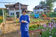 680608 สมุนพระรามเก็บเมล็ดพันธุ์ดอกไม้กินได้ที่สวน ไปขนดินปลูก 92.jpg