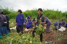 680623  เด็กสมุนพระรามร่วมทำงานขุดมันเทศ ในวันนบวร 85.jpeg