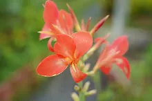 คลีโอพัตรา ส้ม Cleopatra orange 9.JPG