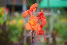 ญาณรังสี 4.JPG