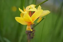 นกเหลือง Yellow bird 3.JPG
