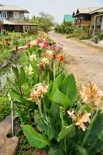 680313 ดอกพุทธรักษาที่หน้าป้ายสวนครอบครัวน่ารัก 34.jpg