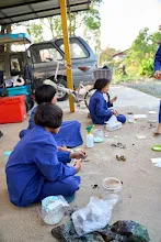 680218 สมุนพระราม เพาะควบแน่น เมล็ดพุทธรักษาที่ได้ผสมพันธุ์ข้ามสี  6.jpg