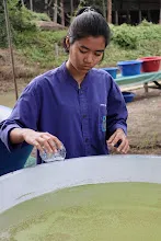 671213 ภาพ การเลี้ยงผำในอ่างพลาสติก ปสช.บิวตี้ บอส 72.jpg