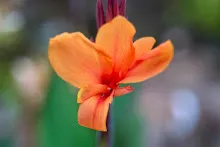 680424 ดอกพุทธรักษาในสวนครอบครัวน่ารัก 145.jpeg