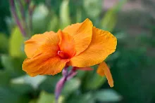 680424 ดอกพุทธรักษาในสวนครอบครัวน่ารัก 274.jpeg